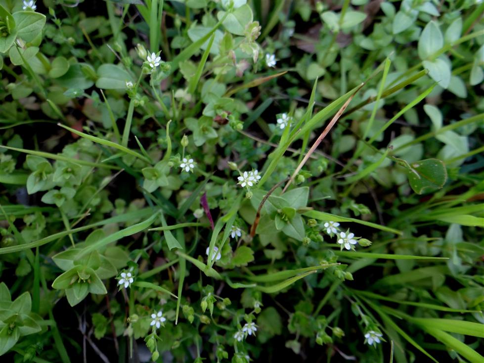 Arenaria serpyllifolia